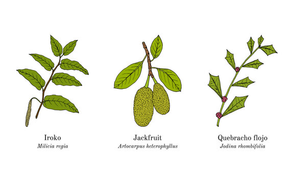 Collection of ornamental and medicinal plants