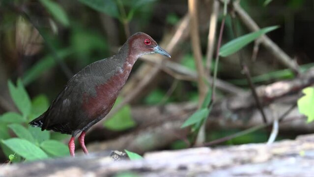 Nature wildlife footage of Ruddy-breasted Crake