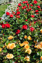 Fototapeta premium Beautiful roses on flower bed in a garden