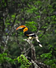 Great indian hornbill @ nelliyampathi hills © soumesh