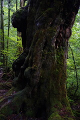 Fototapeta na wymiar 世界遺産の屋久島、白谷雲水峡、樹齢1,000年を超える屋久杉をはじめ、屋久島の原生的な森を観賞できる