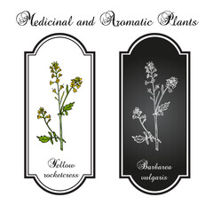 Bittercress, herb barbara, yellow rocketcress, winter rocket, (barbarea vulgaris), medicinal plant. Hand drawn vector illustration