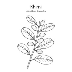 Khirni tree (Manilkara hexandra), edible plant.