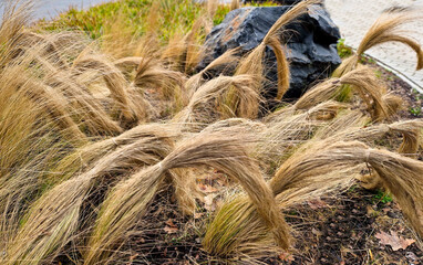 ornamental grasses tied together in a sheaf. protection against snow and rain, which harms...