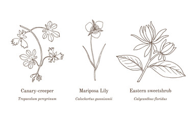 Collection of ornamental and medicinal plants