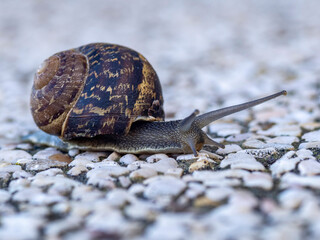 snail on a stone