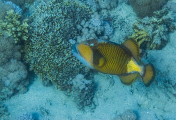 green triggerfish hovering over the seabed and looking to the camera during freediving very deep