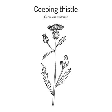 Creeping thistle (Cirsium arvense), honey and medicinal plant.