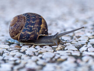 snail on a stone