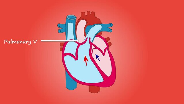 Human body heart anatomy cardiology isolated background. 