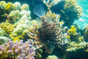 large radial firefish in the colorful coral reef during diving