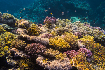 landscape on a coral reef on a diving trip in egypt