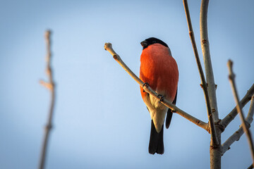 A male Eurasian bullfinch sits on a branch and looks right toward the camera lens on a sunny spring...