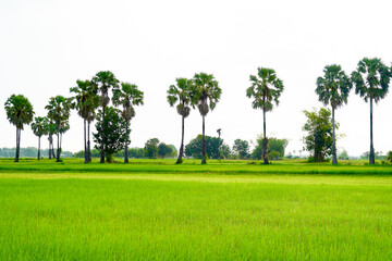 Parm tree on rice paddy field natural garden outdoor landscape.