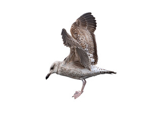 White and grey seagull