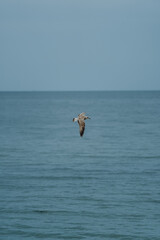 Fototapeta na wymiar A seagull flies over the water, portrait format