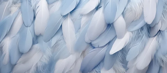 Papier Peint photo Boho animaux Chicken feathers in soft blue and white style for backdrop