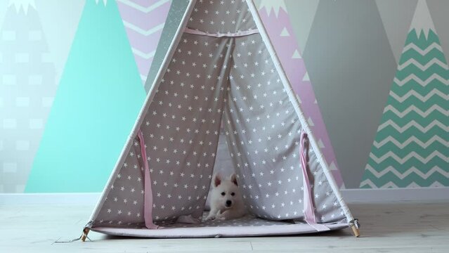 A White Swiss Shepherd puppy is playing mischievously in the children's room. A cute white puppy is playing in a children's wigwam. Pets concept. 4k footage