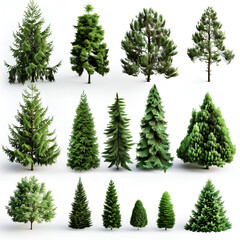 a collection of pine tree on white background
