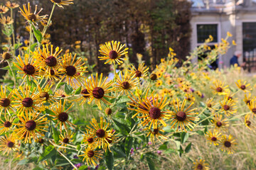 Sweet Coneflower (Rudbeckia Subtomentosa). Cute Yellow Sweet Cornflowers blooming in autumn. Defocused. 