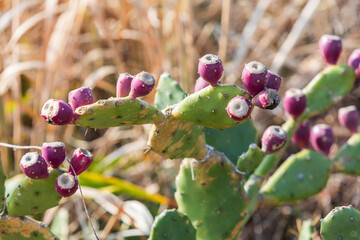 Drooping prickly pear discovered on the coast of Jeju. Opuntia monacanthos Haw