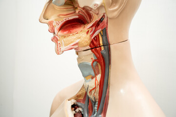 The throat, pharynx and larynx model anatomy for medical training course, teaching medicine...