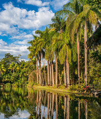 Serene Tropical Paradise with Lush Palms Reflecting on Water