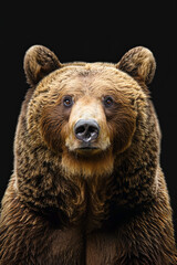 Fototapeta premium A closeup shot of a brown bear