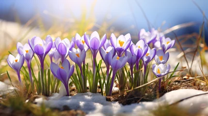 Foto auf Acrylglas A vibrant cluster of purple flowers © Fauzia