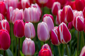 red and pink tulips blooming in a garden