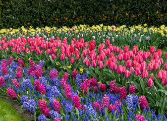 colorful tulips and hyacinths blooming in a garden