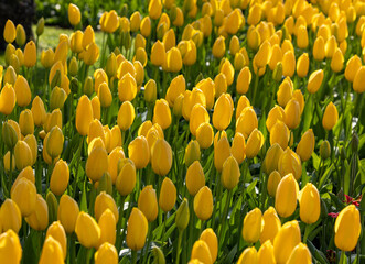 Yellow tulips blooming in a garden