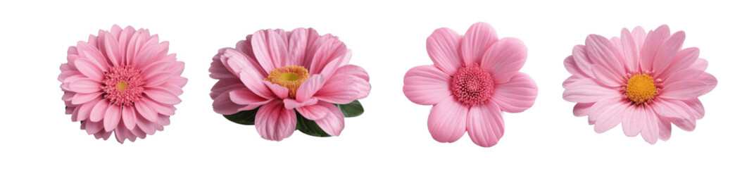 pink flowers isolated on transparent background