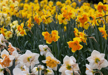 yellow daffodils flowers blooming in a garden