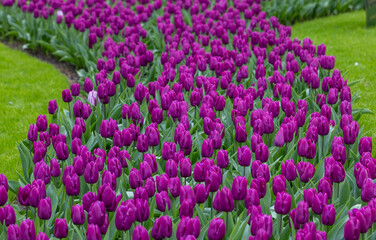 purple tulips blooming in a garden