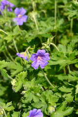 Purple cranesbill Rosemoor flowers