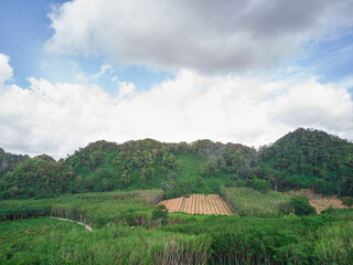 Aerial view of  the tropical forest with mountain against sky