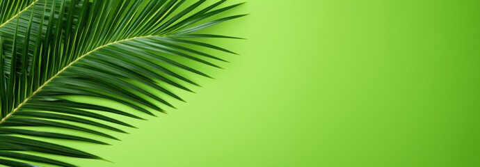 Tropical Areca Palm green background, horizontal Top down view. close - up shot