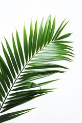 palm leaves with space