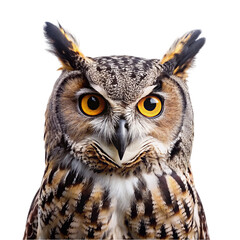 Obraz premium Eagle Owl isolated on transparent background