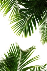 Fototapeta na wymiar palm leaves with space