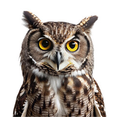 Fototapeta premium Eagle Owl isolated on transparent background