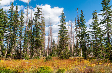 Treeline Forest at Cedar Breaks National Monument, natural amphitheater in Utah