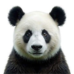 Fototapeta premium Portrait of panda bear looking at camera, isolated on transparent background