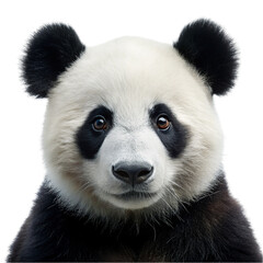Fototapeta premium Portrait of panda bear looking at camera, isolated on transparent background