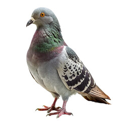 Pigeon isolated on a transparent background. Pigeon bird.