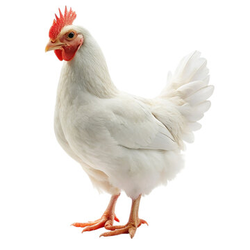 White hen isolated on the transparent background