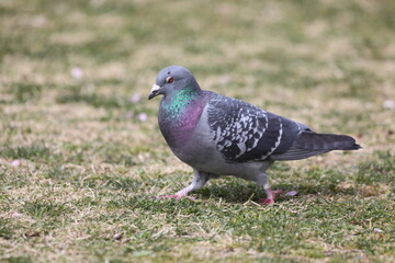 カワラバト