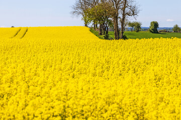 Flowering Rapeseed field in a cultivated land