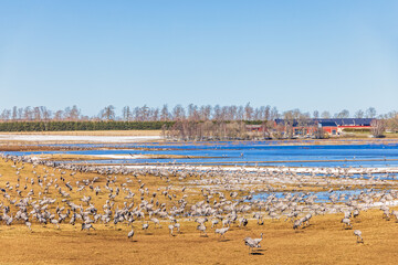 Fototapeta premium Flock of cranes foraging on a flooded meadow at springtime
